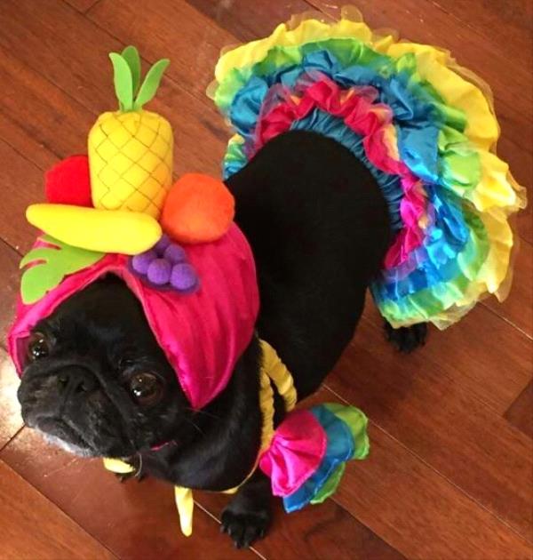 /Images/uploads/PUG NATION RESCUE OF LOS ANGELES/pugnationcalendar/entries/2394.jpg